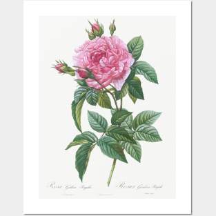 Cabbage rose by Pierre-Joseph Redouté (1759–1840). Posters and Art